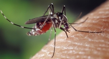 A partir de 1º de abril, atendimento de patenses com dengue deve ser concentrado no Batalhão de Polícia Militar A partir de 1º de abril, atendimento de patenses com dengue deve ser concentrado no Batalhão de Polícia Militar