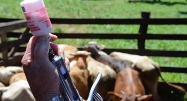 Ministério da Agricultura e Pecuária proíbe a comercialização e uso de vacina contra febre aftosa em Minas Gerais