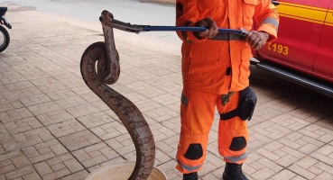Corpo de Bombeiros captura duas serpentes em cima de abacateiro em Patos de Minas Corpo de Bombeiros captura duas serpentes em cima de abacateiro em Patos de Minas