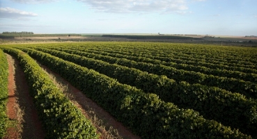 Região do Cerrado Mineiro sedia abertura da safra de café de Minas Gerais