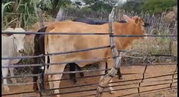 Homem que estava foragido da justiça por cometer furto de bovinos em Patos de Minas é preso pela Polícia Civil Homem que estava foragido da justiça por cometer furto de bovinos em Patos de Minas é preso pela Polícia Civil