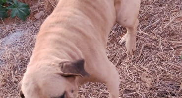 Carmo do Paranaíba – Cachorro atropelado no Nova Floresta precisa fazer cirurgia e população do bairro pede ajuda Carmo do Paranaíba – Cachorro atropelado no Nova Floresta precisa fazer cirurgia e população do bairro pede ajuda