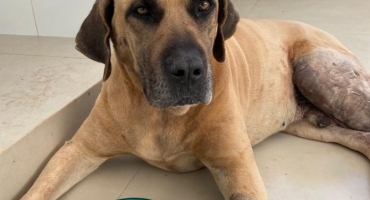 Carmo do Paranaíba – População doa valor para cirurgia em cachorro atropelado no Nova Floresta; o animal já se encontra em recuperação Carmo do Paranaíba – População doa valor para cirurgia em cachorro atropelado no Nova Floresta; o animal já se encontra em recuperação