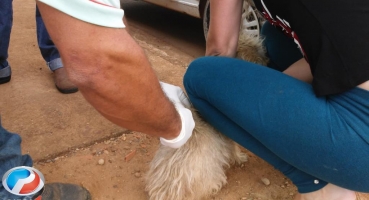 Campanha da vacinação antirrábica em Lagoa Formosa começa nesta quinta-feira (24/08) Campanha da vacinação antirrábica em Lagoa Formosa começa nesta quinta-feira (24/08)