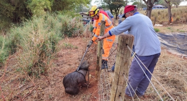 Corpo de Bombeiros é acionado para retirar capivara que caiu em reservatório na cidade de Patos de Minas Corpo de Bombeiros é acionado para retirar capivara que caiu em reservatório na cidade de Patos de Minas