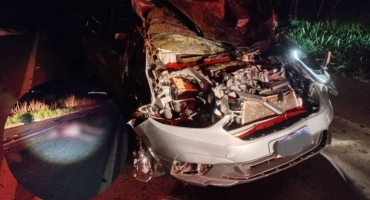 Equinos soltos na BR-365 são atropelados e mortos Equinos soltos na BR-365 são atropelados e mortos