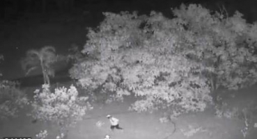 Imagens de câmeras de segurança flagram indivíduo furtando galinhas em sítio no município de Lagoa Formosa Imagens de câmeras de segurança flagram indivíduo furtando galinhas em sítio no município de Lagoa Formosa