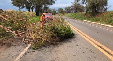 Patos de Minas - Corpo de Bombeiros realiza corte de árvores com risco de queda no perímetro urbano e rural Patos de Minas - Corpo de Bombeiros realiza corte de árvores com risco de queda no perímetro urbano e rural