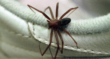 Patos de Minas tem três acidentes por picada de aranha em investigação; uma pessoa morreu Patos de Minas tem três acidentes por picada de aranha em investigação; uma pessoa morreu