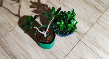 Indivíduo é flagrado furtando plantas ornamentais em residência na cidade de Lagoa Formosa Indivíduo é flagrado furtando plantas ornamentais em residência na cidade de Lagoa Formosa