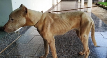 Patos de Minas - Dono de cão é preso por maus-tratos a cachorro da raça pitbull no bairro Caramuru Patos de Minas - Dono de cão é preso por maus-tratos a cachorro da raça pitbull no bairro Caramuru