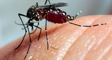 Dengue - Patos de Minas notificou 9.206 casos da doença até o momento; duas pessoas já morreram Dengue - Patos de Minas notificou 9.206 casos da doença até o momento; duas pessoas já morreram