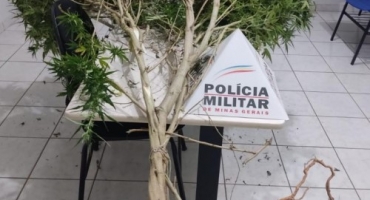 Homem de 78 anos é preso em Lagamar por cultivar maconha para consumo próprio Homem de 78 anos é preso em Lagamar por cultivar maconha para consumo próprio