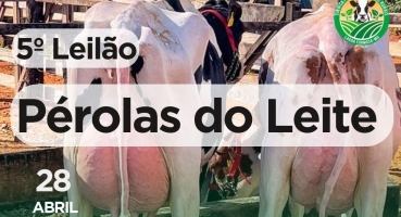 Festa do Feijão - Leilão Pérolas do Leite acontece no próximo domingo (28/4) Festa do Feijão - Leilão Pérolas do Leite acontece no próximo domingo (28/4)