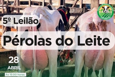 Festa do Feijão - Leilão Pérolas do Leite acontece no próximo domingo (28/4) 