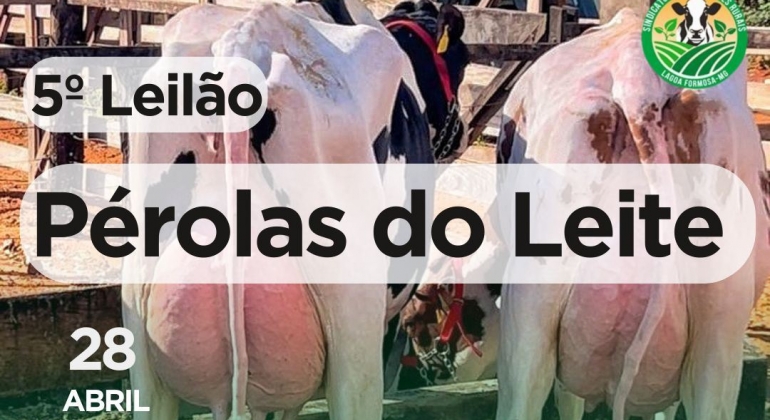 Festa do Feijão - Leilão Pérolas do Leite acontece no próximo domingo (28/4) 