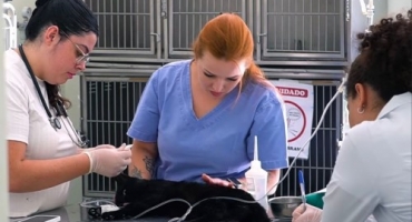 Alunos de Medicina Veterinária do UNIPAM desenvolvem projeto “Capa Gato” e pedem ajuda para encontrar tutores para os animais