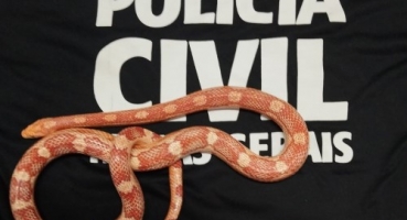 Polícia Civil apreende cobra em Rio Paranaíba; durante operação de combate ao tráfico de drogas Polícia Civil apreende cobra em Rio Paranaíba; durante operação de combate ao tráfico de drogas
