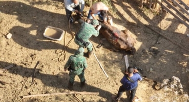 Égua vítima de maus-tratos infestada de parasitas, ferimentos e larvas é resgatada pela Polícia Ambiental em Patos de Minas Égua vítima de maus-tratos infestada de parasitas, ferimentos e larvas é resgatada pela Polícia Ambiental em Patos de Minas