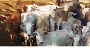 PM recupera nos municípios de Carmo do Paranaíba e Brasilândia de Minas dezenas de bovinos furtados em Monte Carmelo PM recupera nos municípios de Carmo do Paranaíba e Brasilândia de Minas dezenas de bovinos furtados em Monte Carmelo