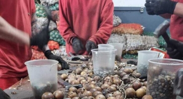 Patos de Minas - Detentos trabalham na extração de sementes do fruto de macaúba para reflorestamento Patos de Minas - Detentos trabalham na extração de sementes do fruto de macaúba para reflorestamento