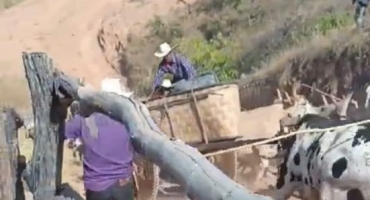 Vídeo impressionante mostra acidente com carro de boi no município de Lagamar; veja
