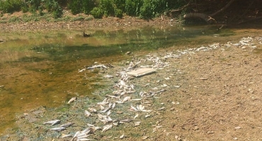 PM de Meio Ambiente fiscaliza a mortandade de peixes no Rio Paranaíba em Patos de Minas PM de Meio Ambiente fiscaliza a mortandade de peixes no Rio Paranaíba em Patos de Minas