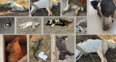 Patos de Minas - Moradores do bairro Itamarati e Alto Caiçaras denunciam envenenamento de cães e gatos Patos de Minas - Moradores do bairro Itamarati e Alto Caiçaras denunciam envenenamento de cães e gatos