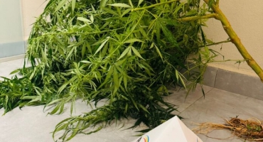 Carmo do Paranaíba – Polícia Militar apreende pé de maconha e prende suspeito Carmo do Paranaíba – Polícia Militar apreende pé de maconha e prende suspeito