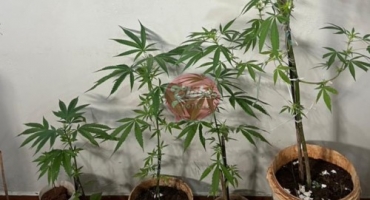 São Gotardo - Polícia Militar apreende seis pés de maconha em casa de autor de lesão corporal São Gotardo - Polícia Militar apreende seis pés de maconha em casa de autor de lesão corporal