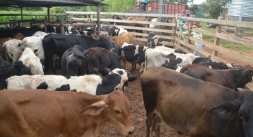 Lagoa Formosa - Leilão da Folia Esperança acontece no próximo sábado (26) na Fazenda Baú