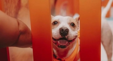 Adoção responsável: 80% dos animais nos lares brasileiros são adotados Adoção responsável: 80% dos animais nos lares brasileiros são adotados