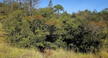 TJMG condena proprietário rural por dano ambiental 