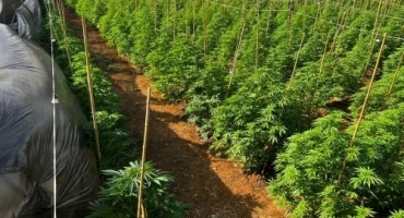 Patrocínio - Polícia Militar desarticula plantação com 6 mil pés de maconha em fazenda do município