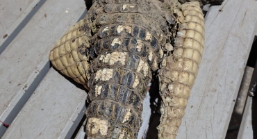Lagoa Grande - Homem é preso com carcaça de jacaré e materiais usados para pesca e caça predatória 