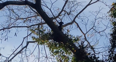 Cãozinho sobe em árvore, não consegue descer e precisa ser resgatado pelo Corpo de Bombeiros na zona rural de Patos de Minas