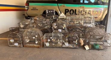 Coromandel - Polícia Militar de Meio Ambiente apreende 83 aves silvestres em cativeiro irregular Coromandel - Polícia Militar de Meio Ambiente apreende 83 aves silvestres em cativeiro irregular