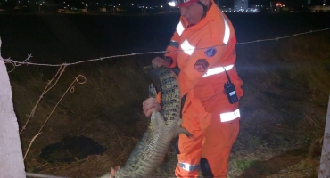 Bombeiros capturam jacaré em lagoa seca do bairro Planalto, em Patos de Minas