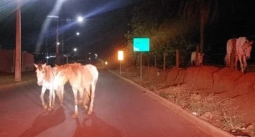 Acidente com cavalo em rotatória alerta sobre animais soltos em Patos de Minas