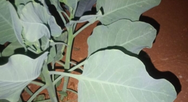 Três pessoas sofrem parada cardiorrespiratória após ingerirem planta tóxica confundida com couve na zona rural de Patrocínio Três pessoas sofrem parada cardiorrespiratória após ingerirem planta tóxica confundida com couve na zona rural de Patrocínio