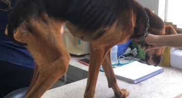 Coromandel - Polícia Militar de Meio Ambiente resgata cão vítima de maus-tratos Coromandel - Polícia Militar de Meio Ambiente resgata cão vítima de maus-tratos