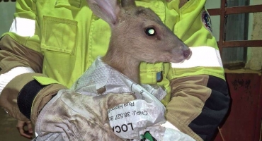 Lagoa Formosa - Veado atropelado é resgatado pelo Corpo de Bombeiros no Distrito de Monjolinho de Minas  Lagoa Formosa - Veado atropelado é resgatado pelo Corpo de Bombeiros no Distrito de Monjolinho de Minas