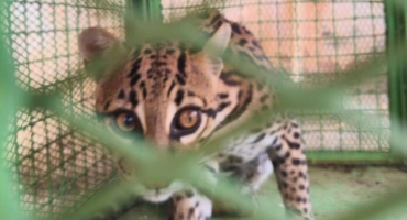 Bombeiros capturam jaguatirica em residência na zona rural de Rio Paranaíba