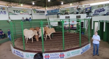 Sindicato dos Produtores Rurais de Lagoa Formosa realiza mais um tradicional leilão de gado de corte nesta quinta-feira (12)