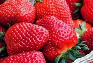 Para além do café com leite: conheça outras culturas mineiras que batem recorde no país