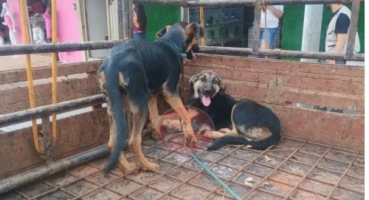 Patos de Minas - Cães são resgatados após serem deixados em carroceria de caminhonete estacionada em via pública de um para o outro 