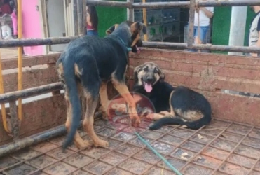 Patos de Minas - Cães são resgatados após serem deixados em carroceria de caminhonete estacionada em via pública de um para o outro 