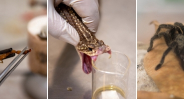 Minas Gerais reforça prevenção e atendimento a acidentes com animais peçonhentos