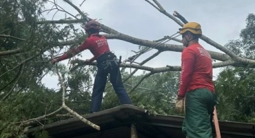 Corte de árvores no município de Patos de Minas mobiliza Corpo de Bombeiros e deixa militar ferido