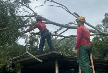 Corte de árvores no município de Patos de Minas mobiliza Corpo de Bombeiros e deixa militar ferido